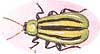 Cucumber Beetle.